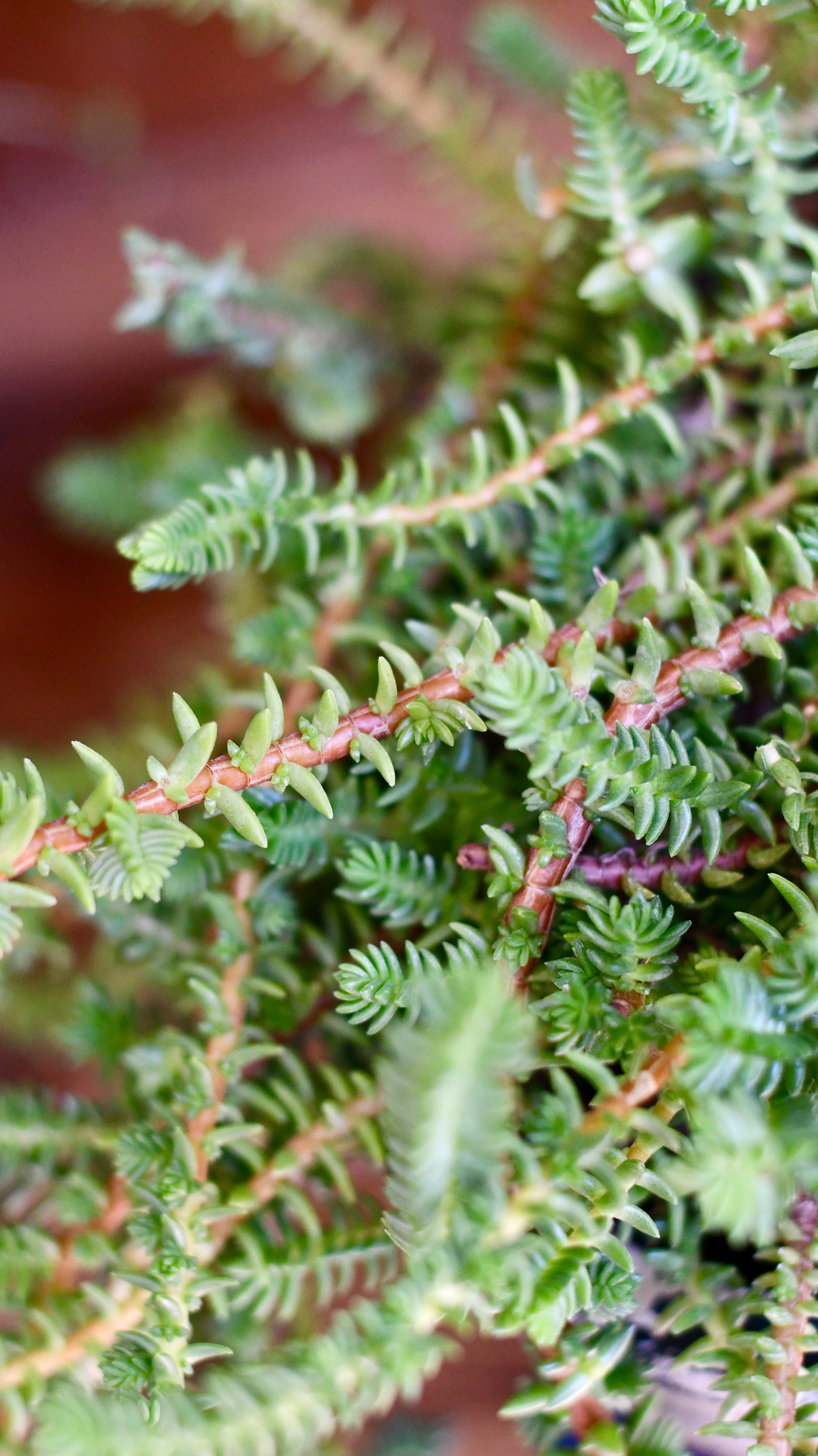 Crassula Viricosa | Hanging Succulent | Jade necklace | Rare plant