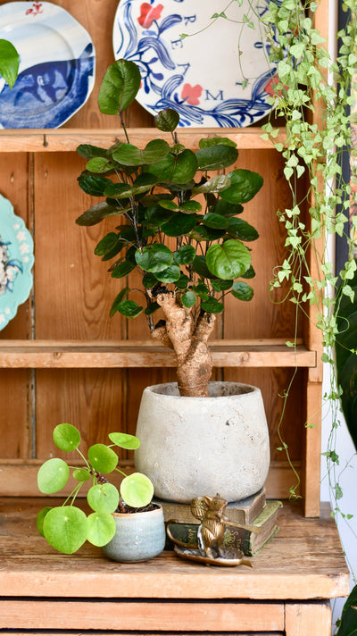 Polyscias Fabian Bonsai Tree (Aralia Fabian)