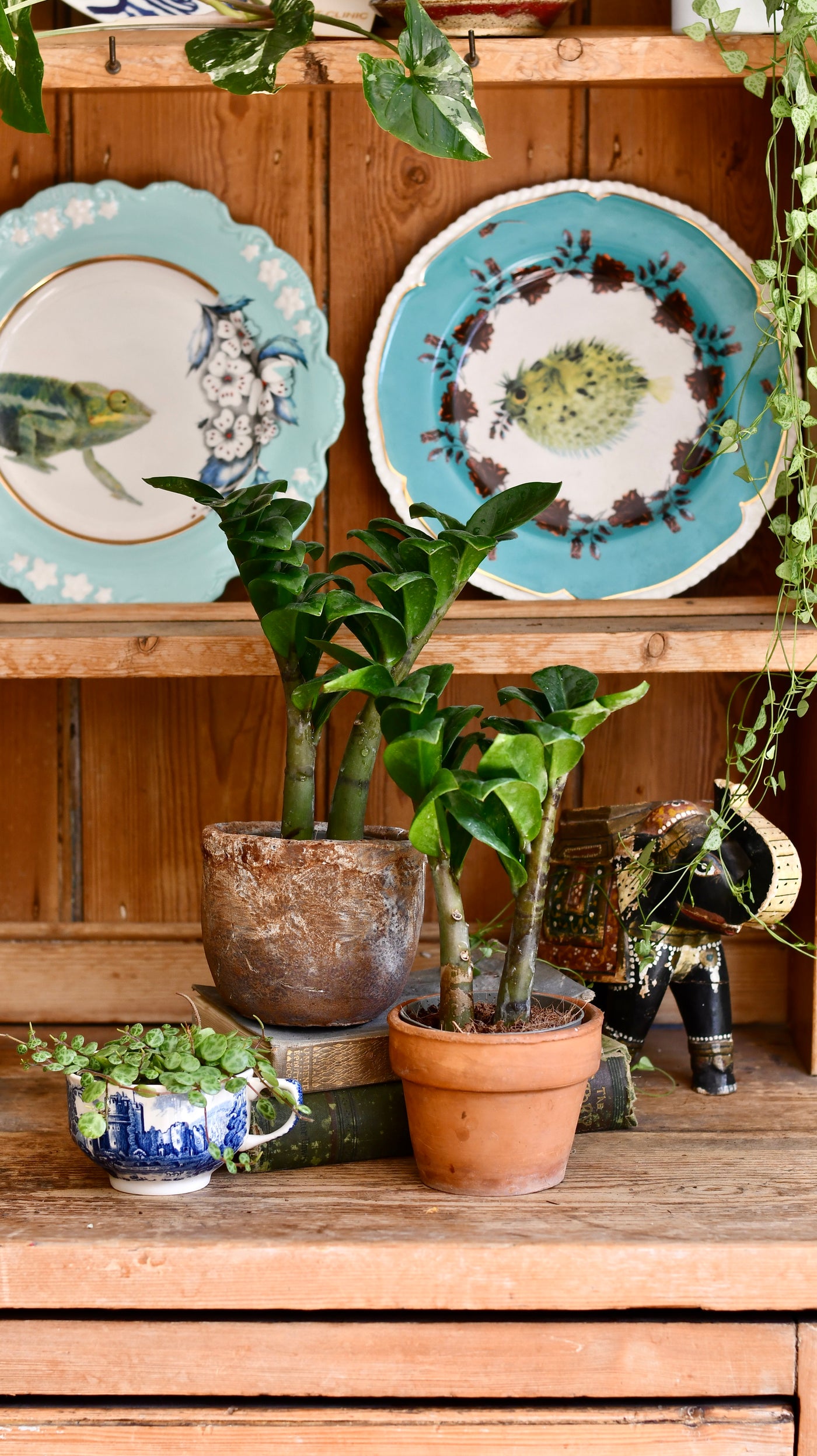 Zamioculcas Zensi 'ZZ Plant'