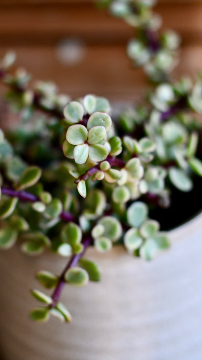 Variegated Portulacaria Afra  (Elephant bush, dwarf jade plant, porkbush)