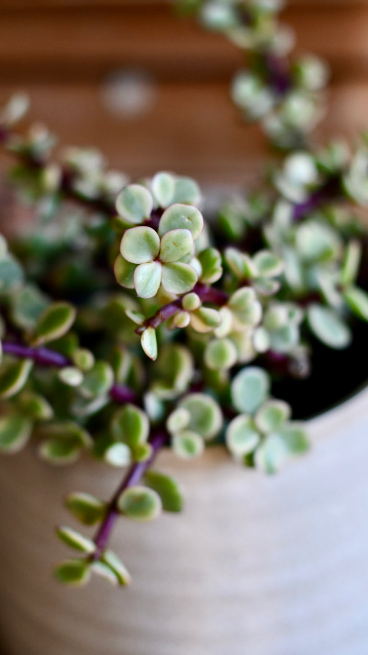 Portulacaria Afra Var. | Rare Elephant Bush