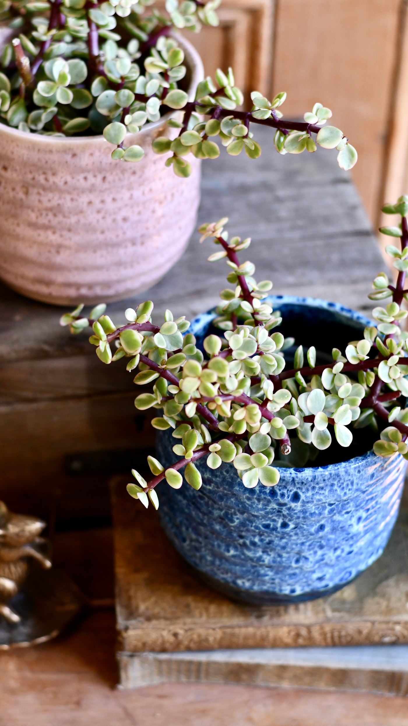 Variegated Portulacaria Afra  (Elephant bush, dwarf jade plant, porkbush)