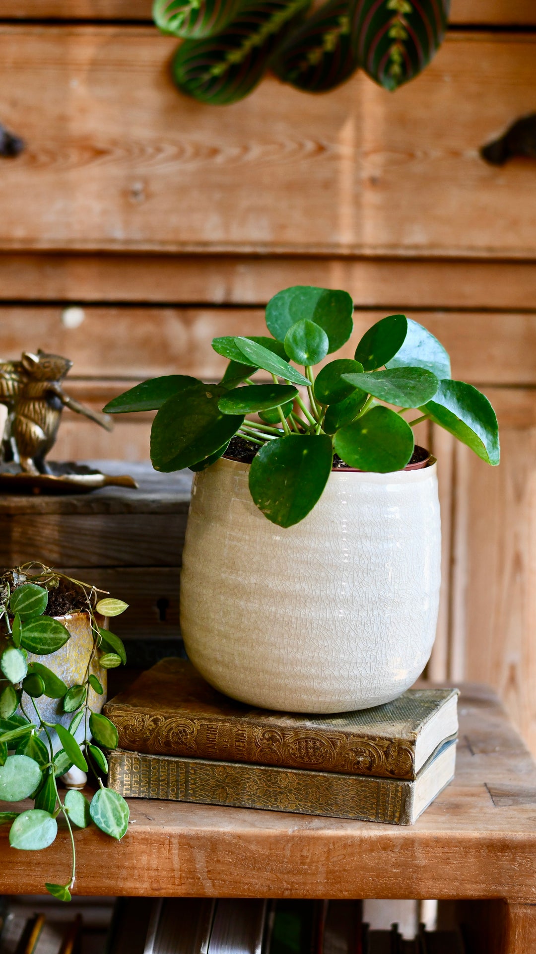 indoor plants starting with p Pilea Peperomioides | Chinese Money Plant