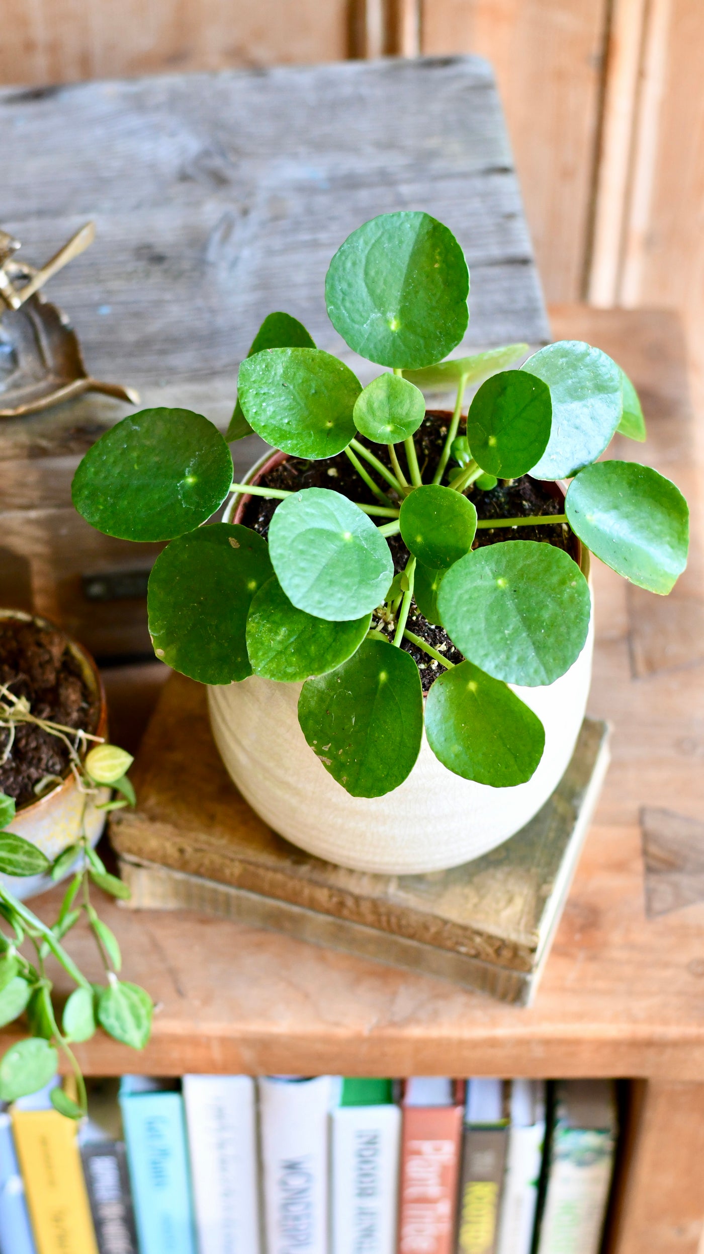 Pilea Peperomioides | Chinese Money Plant (12cm wide)
