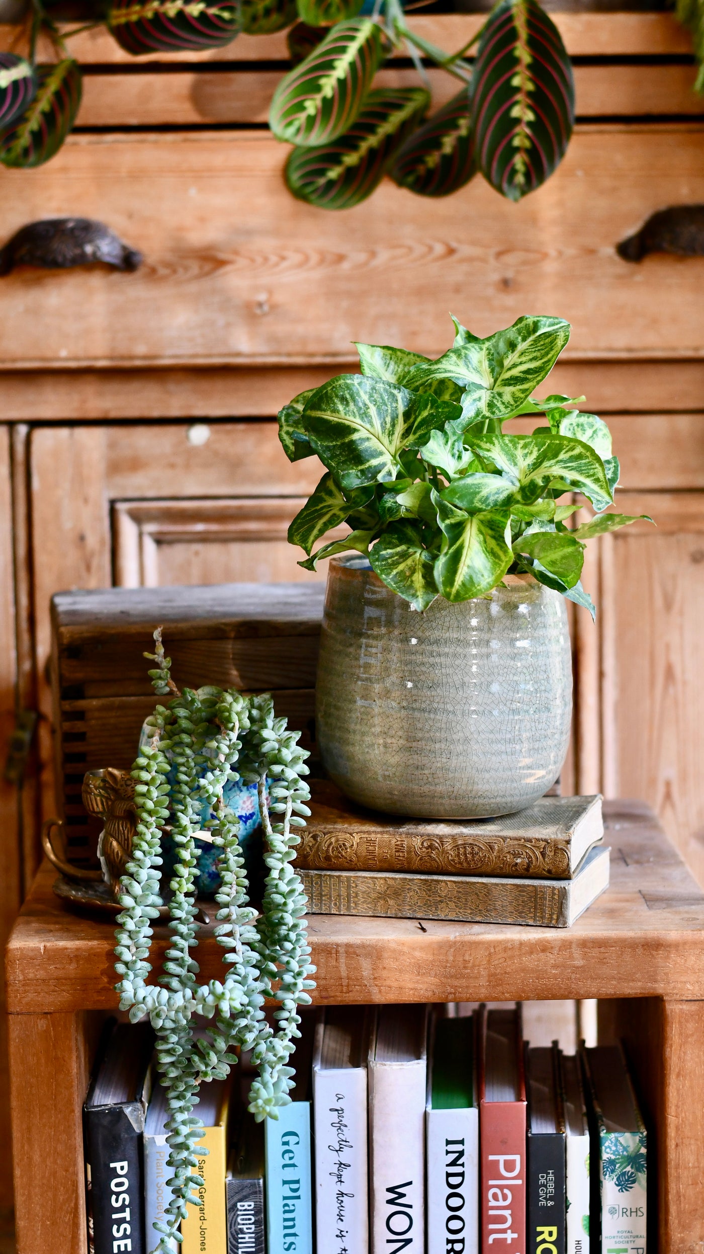 Syngonium Nephthytis Arrowhead plant