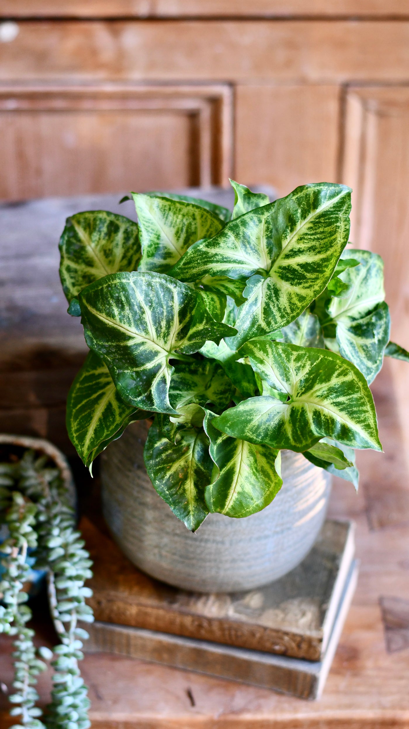 Syngonium Nephthytis Arrowhead plant