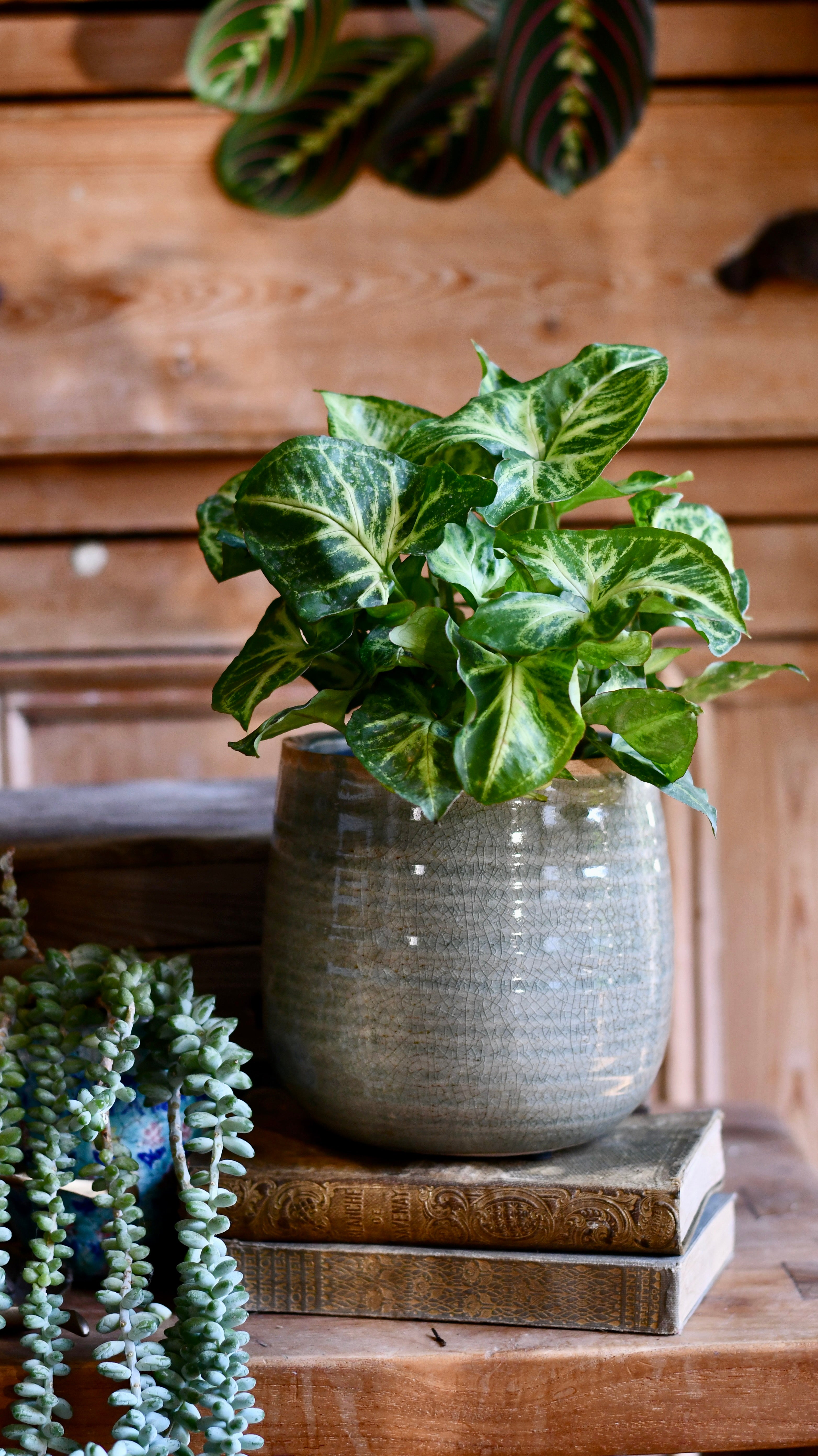 Syngonium Nephthytis Arrowhead plant Happy Houseplants