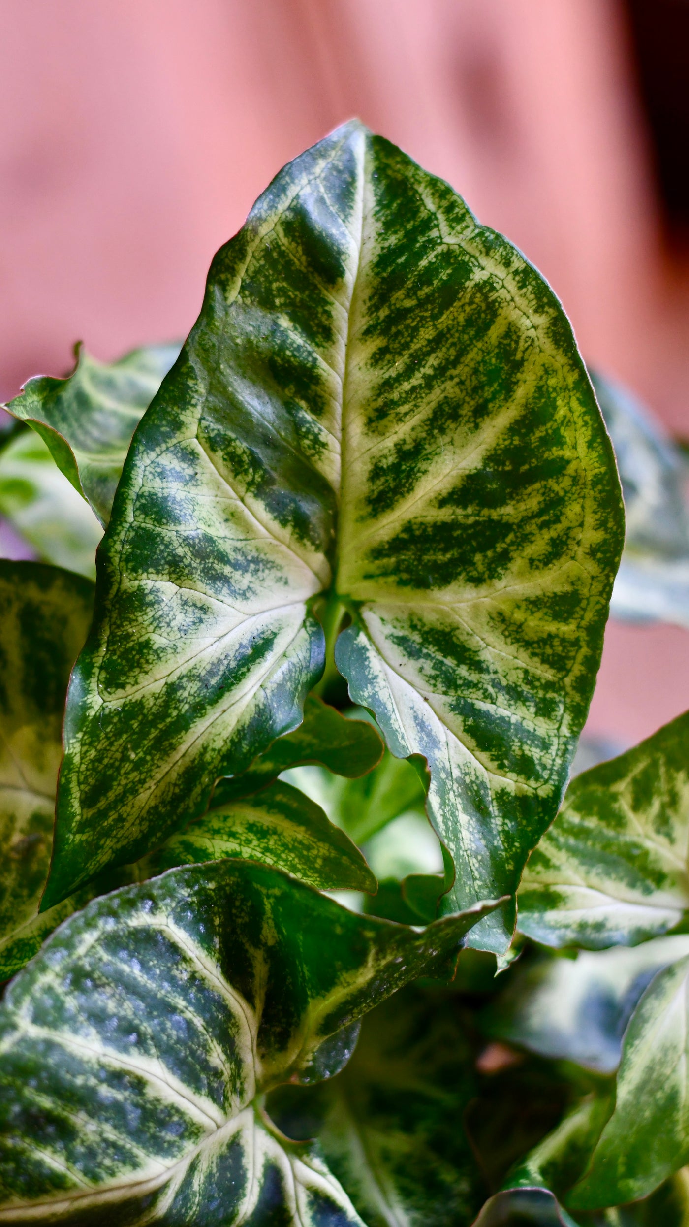 Syngonium Nephthytis Arrowhead plant