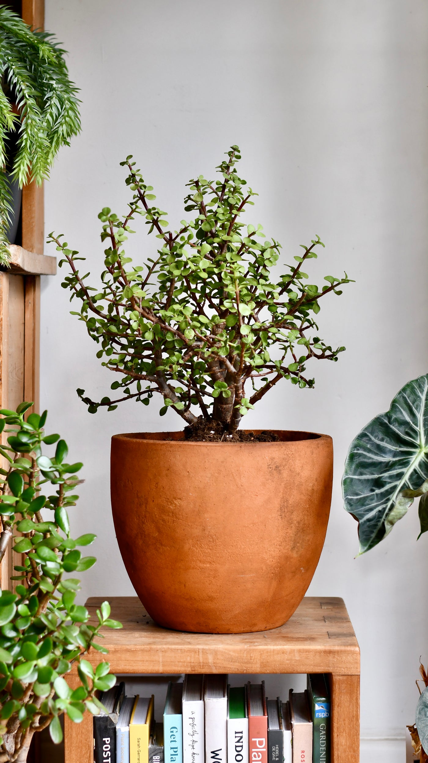 Portulacaria Afra  (Elephant bush, Crassula Afra, dwarf jade plant, porkbush)