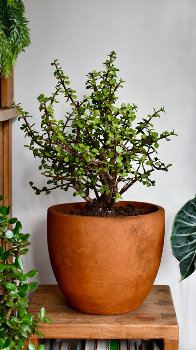 Portulacaria Afra  (Elephant bush, Crassula Afra, dwarf jade plant, porkbush)