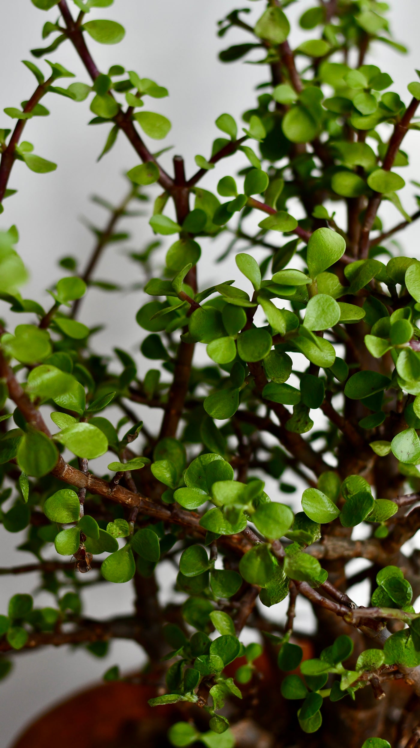 Portulacaria Afra  (Elephant bush, Crassula Afra, dwarf jade plant, porkbush)