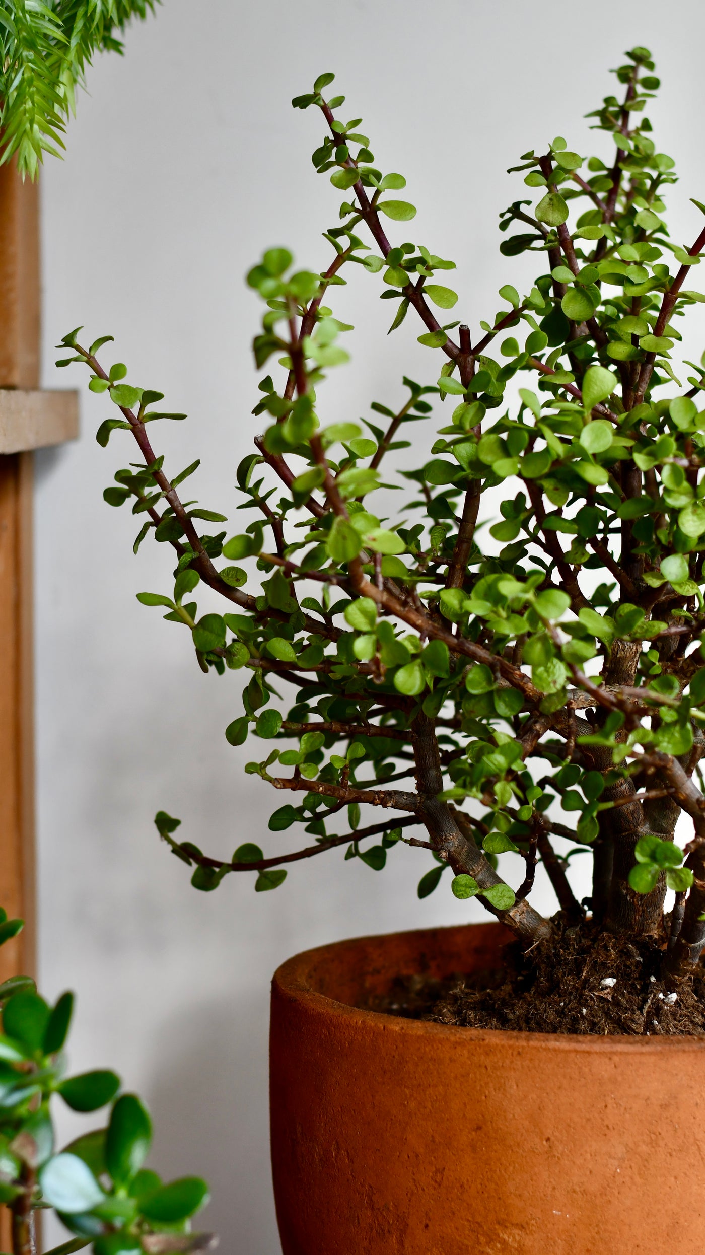 Portulacaria Afra  (Elephant bush, Crassula Afra, dwarf jade plant, porkbush)