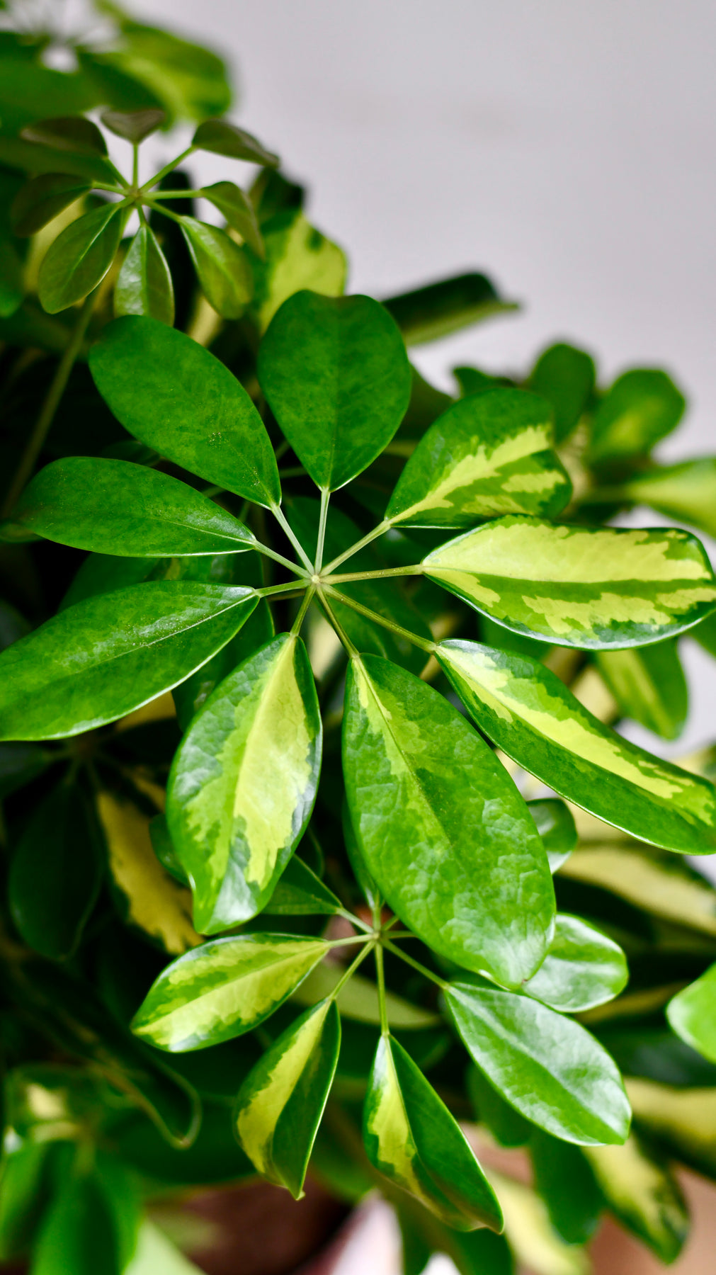 Chephlera Tree Twisted Schefflera Tree | Umbrella Plant | Happy Houseplants – Happy ...