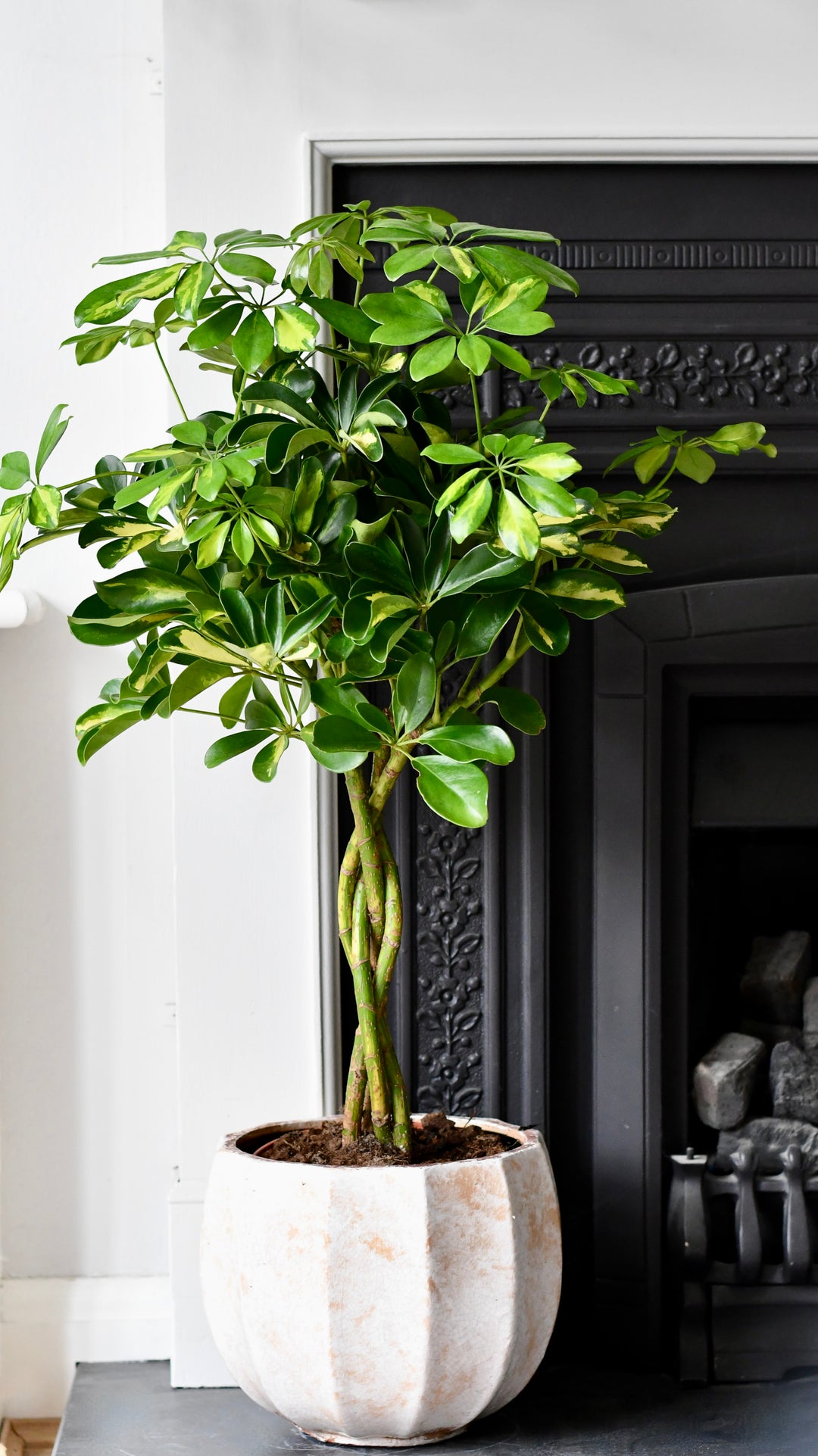 umbrella tree plant indoor Twisted Schefflera Tree | Umbrella Plant