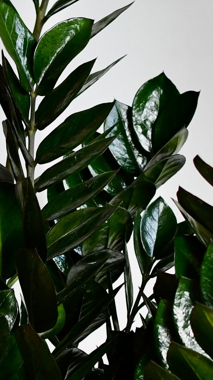 Large Zamioculas Raven | ZZ Plant