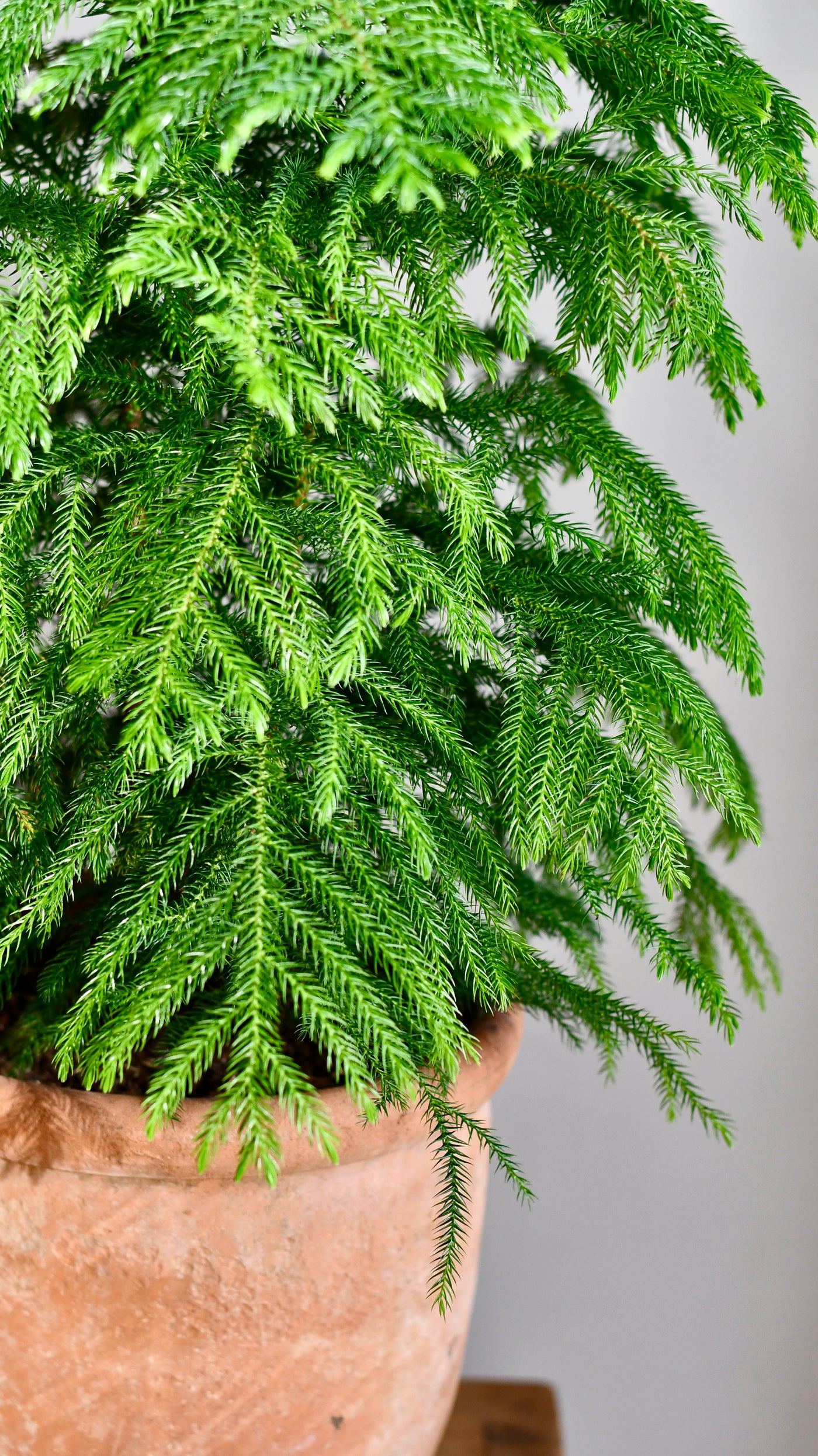 Large Araucaria Heterophylla (Norfolk Island Pine)