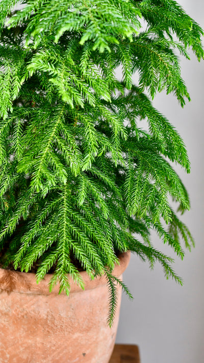 Large Araucaria Heterophylla (Norfolk Island Pine)