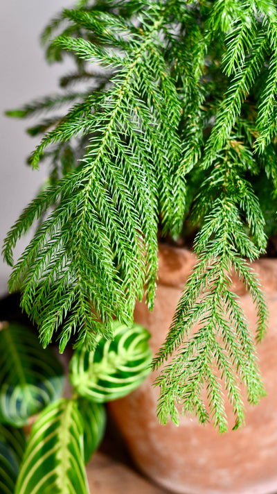 Large Araucaria Heterophylla (Norfolk Island Pine)