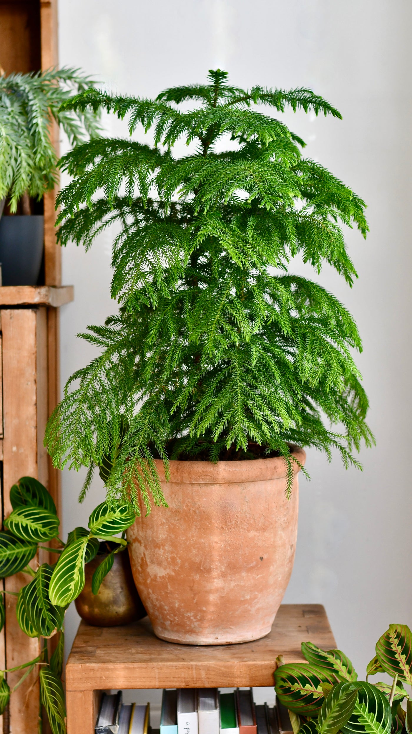 Large Araucaria Heterophylla (Norfolk Island Pine)