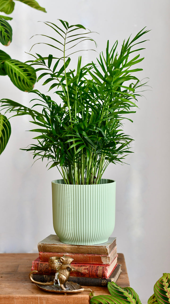 parlor palm mature Chamaedorea Elegans | Parlour Palm Indoor Plant Delivered
