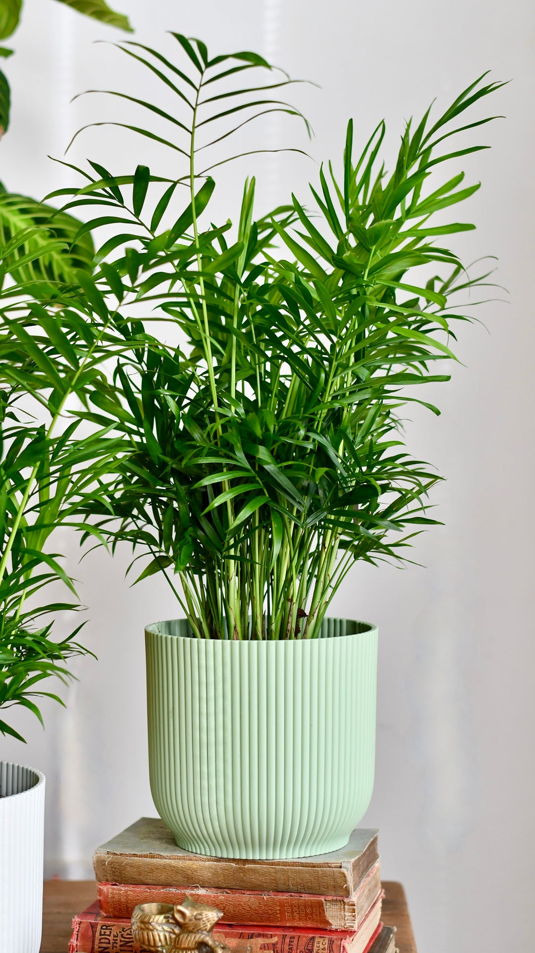 parlor palm indoor plant Chamaedorea Elegans | Parlour Palm Indoor Plant Delivered