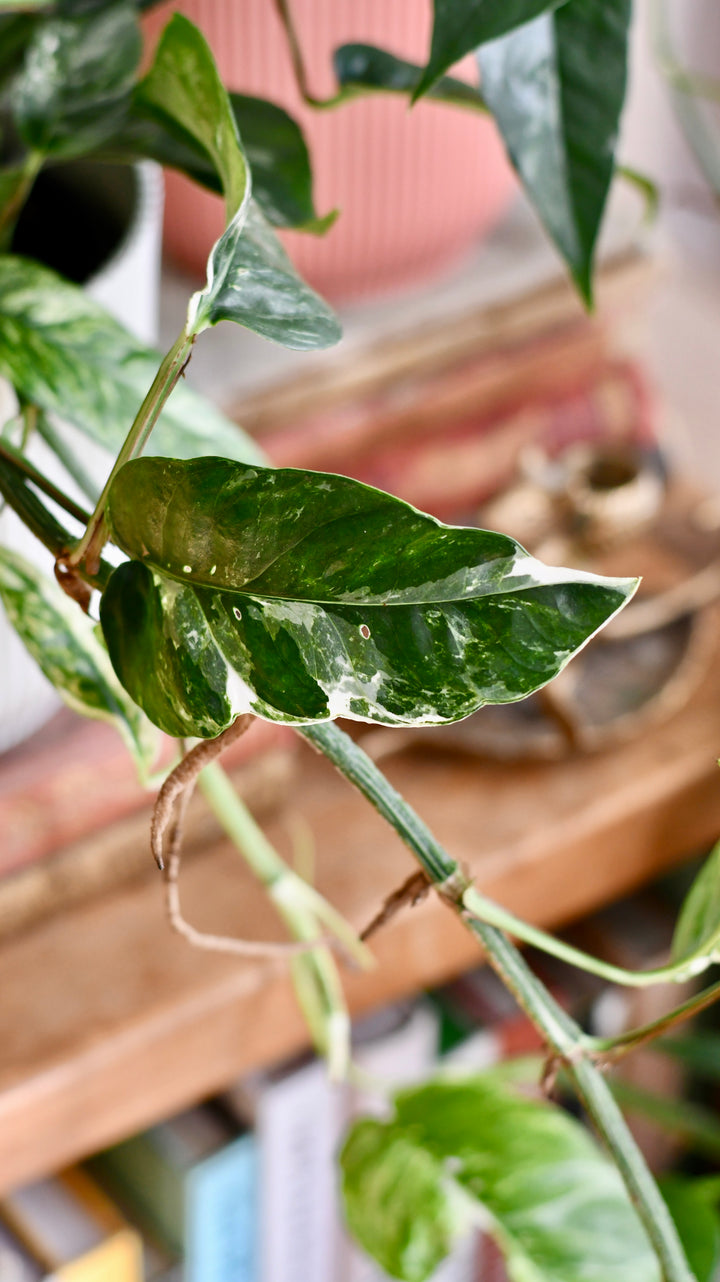 Epipremnum Pinnatum Variegated | Variegated Pothos