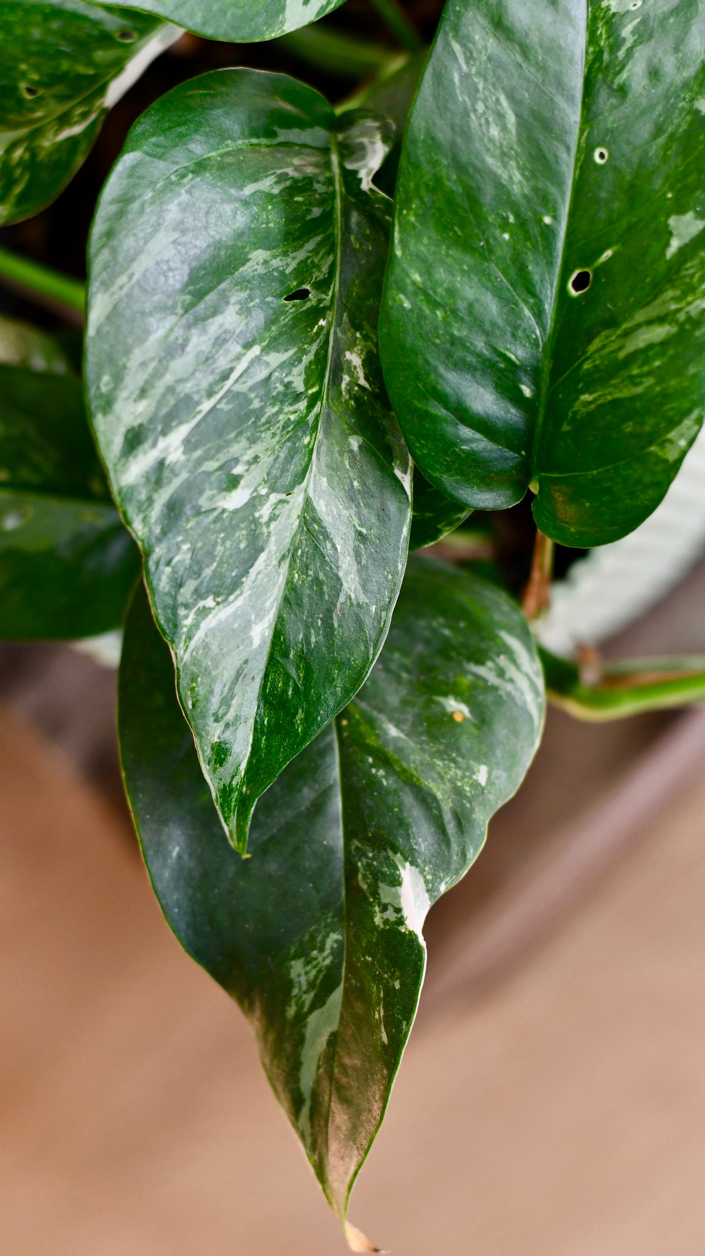 Epipremnum Pinnatum Variegated | Variegated Pothos | Happy Houseplants