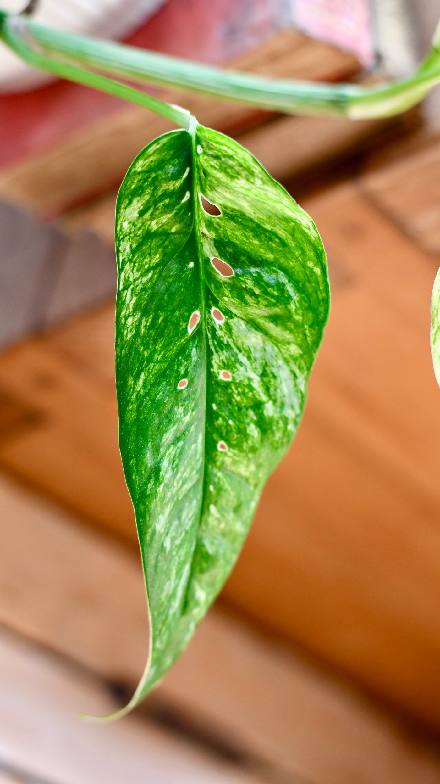 Epipremnum Pinnatum Variegated | Variegated Pothos | Happy Houseplants