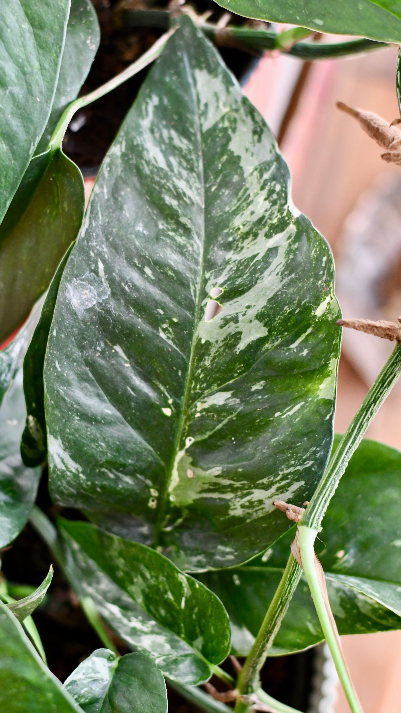 Epipremnum Pinnatum Variegated | Variegated Pothos | Happy Houseplants