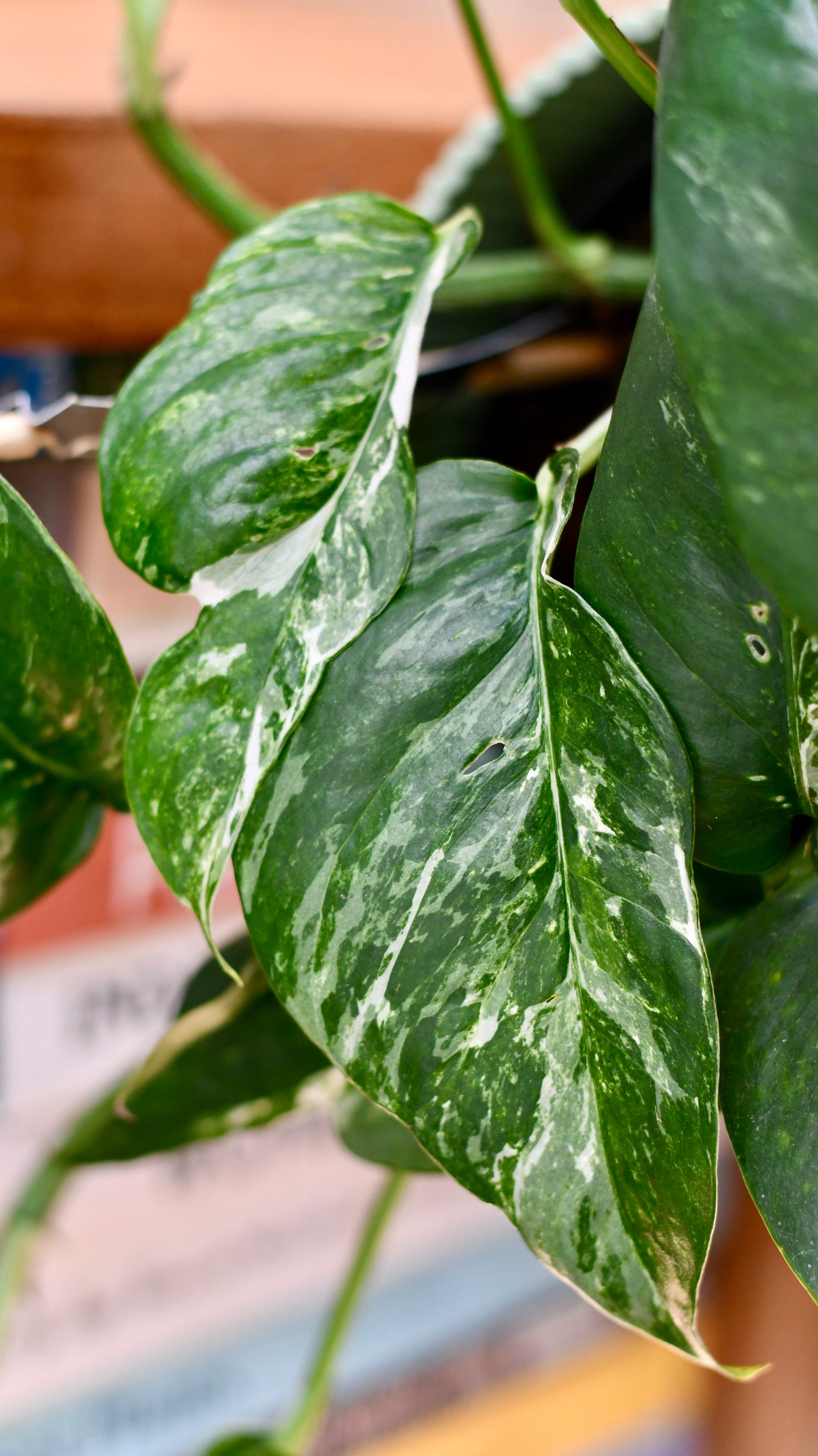 Epipremnum Pinnatum Variegated | Variegated Pothos | Happy Houseplants