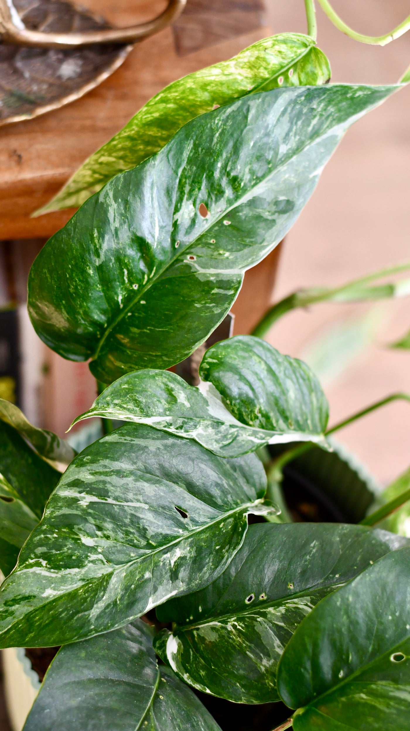 Epipremnum Pinnatum Variegated | Variegated Pothos | Happy Houseplants