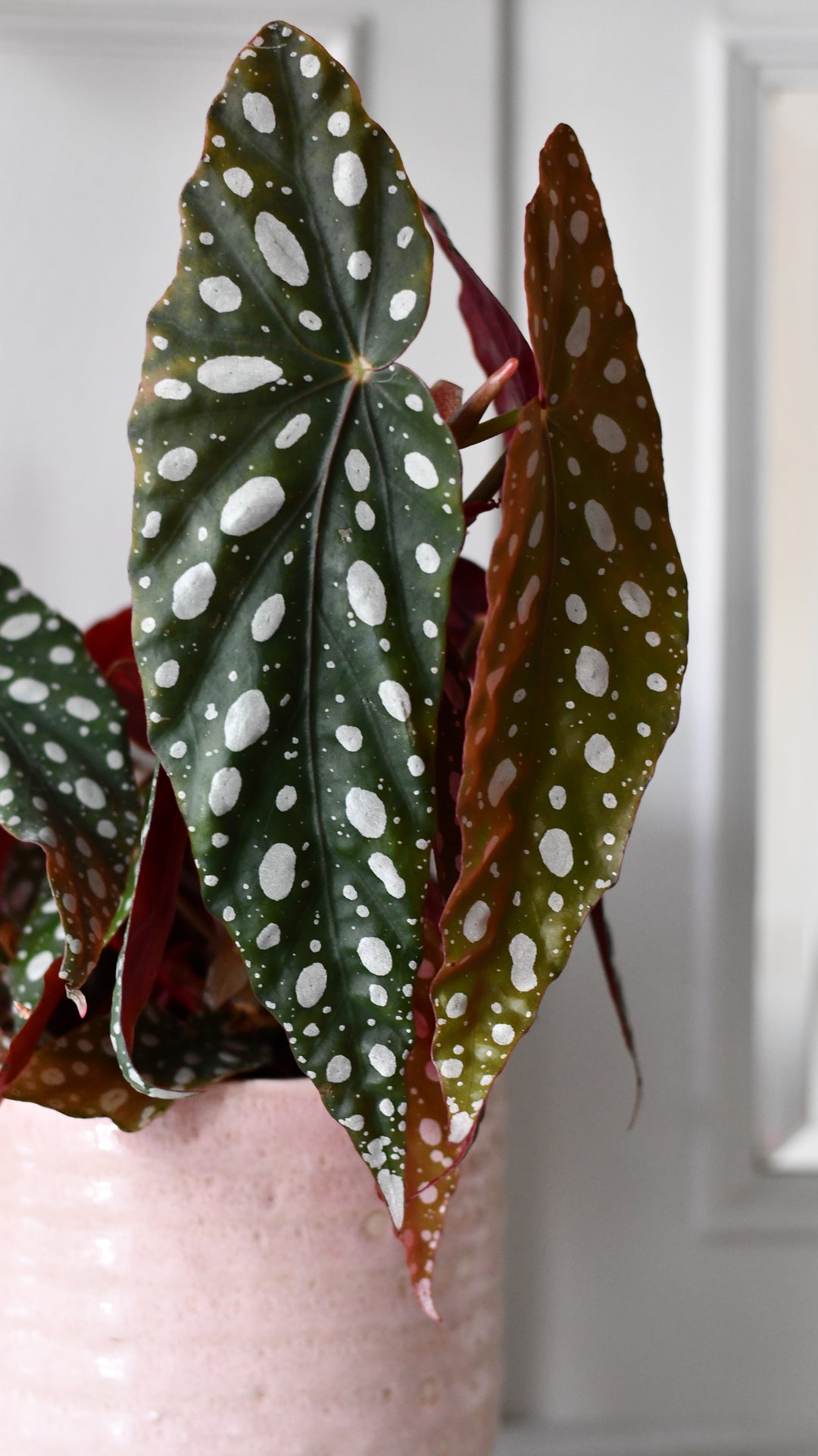 spotty indoor plant Begonia Begonia Maculata | Polka Dot Begonia