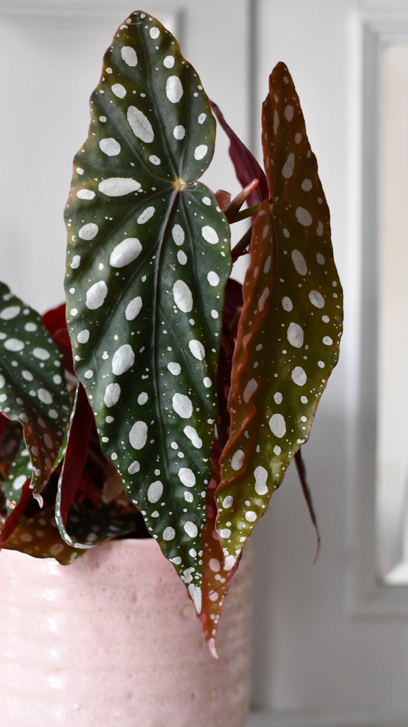 Begonia Begonia Maculata | Polka Dot Begonia | Clown Begonia