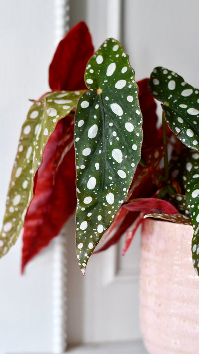 Begonia Begonia Maculata | Polka Dot Begonia | Clown Begonia