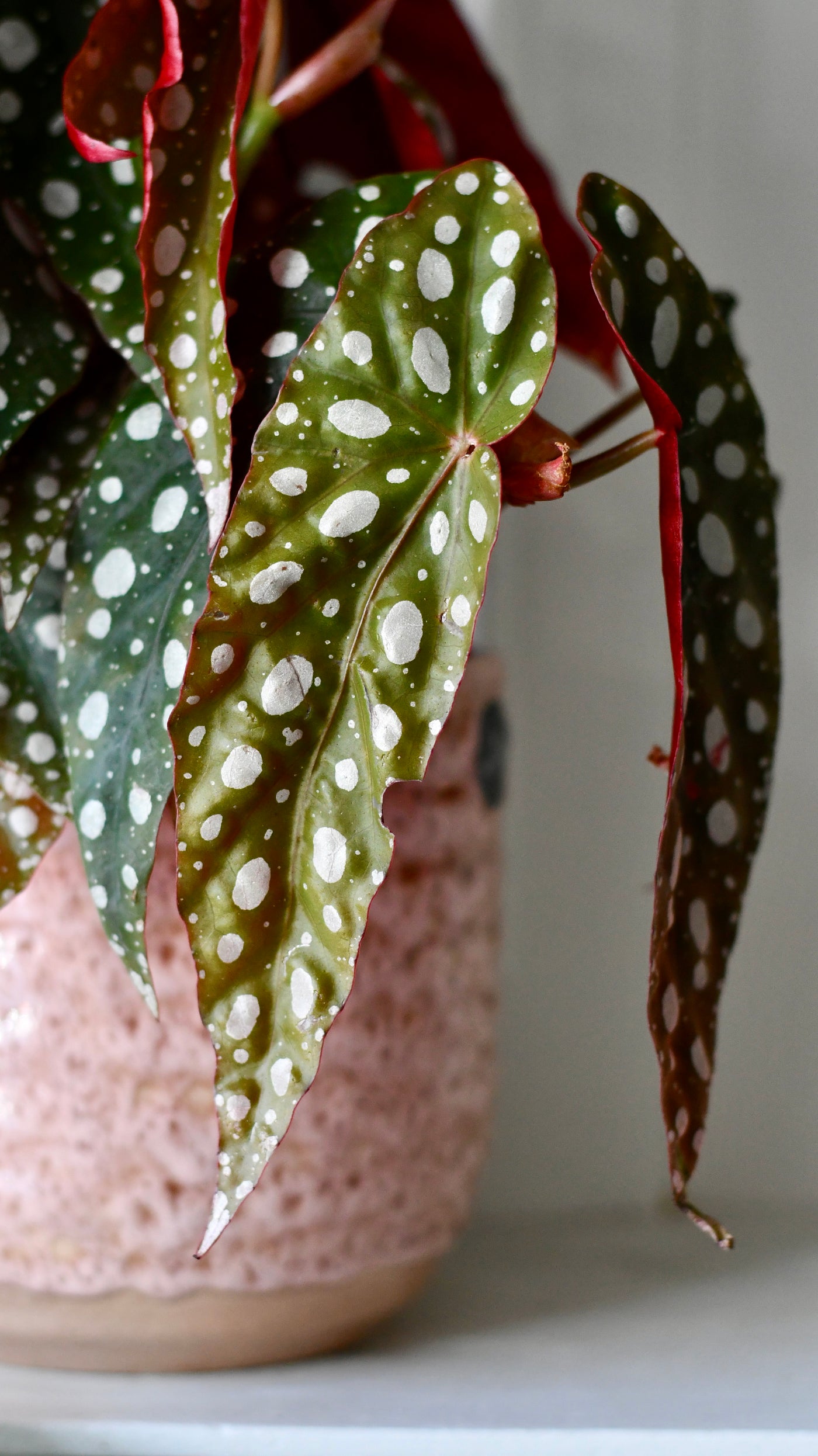 Begonia Begonia Maculata | Polka Dot Begonia | Clown Begonia