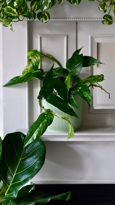 Epipremnum Pinnatum Variegated | Variegated Pothos | Happy Houseplants