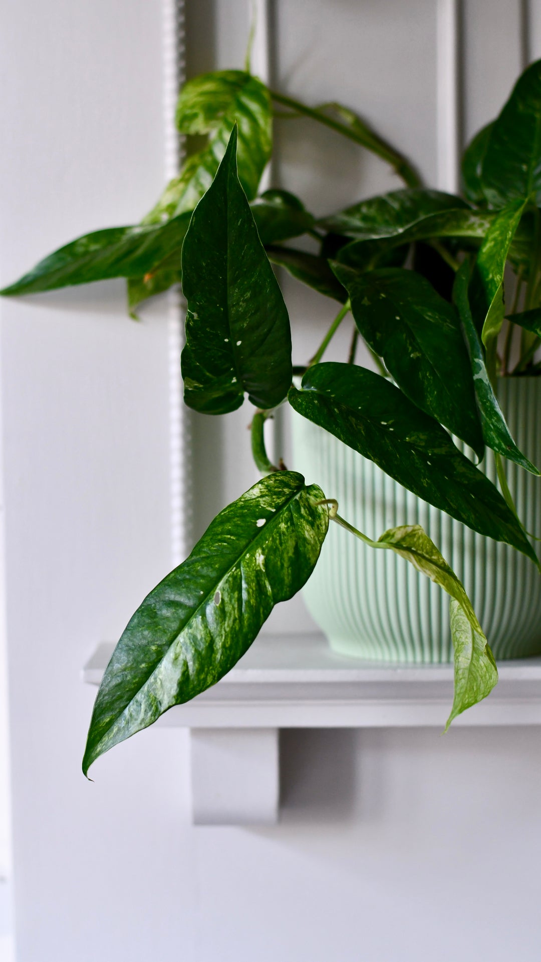 Epipremnum Pinnatum Variegated | Variegated Pothos
