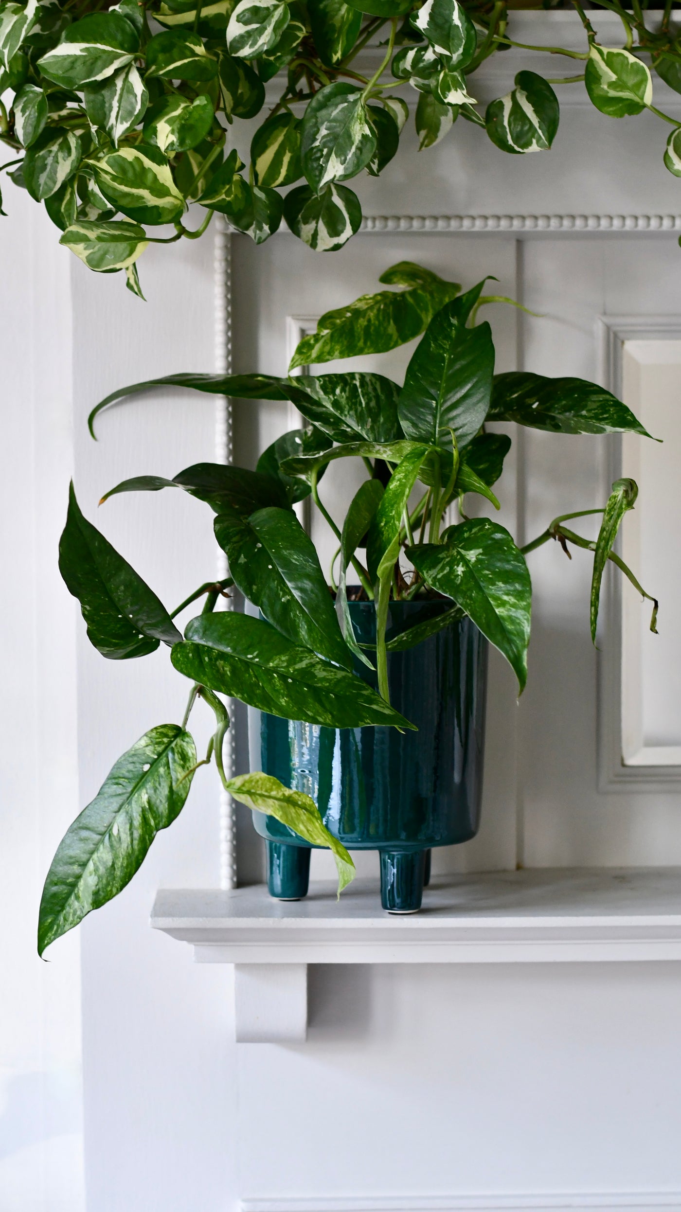 Epipremnum Pinnatum Variegated | Variegated Pothos | Happy Houseplants