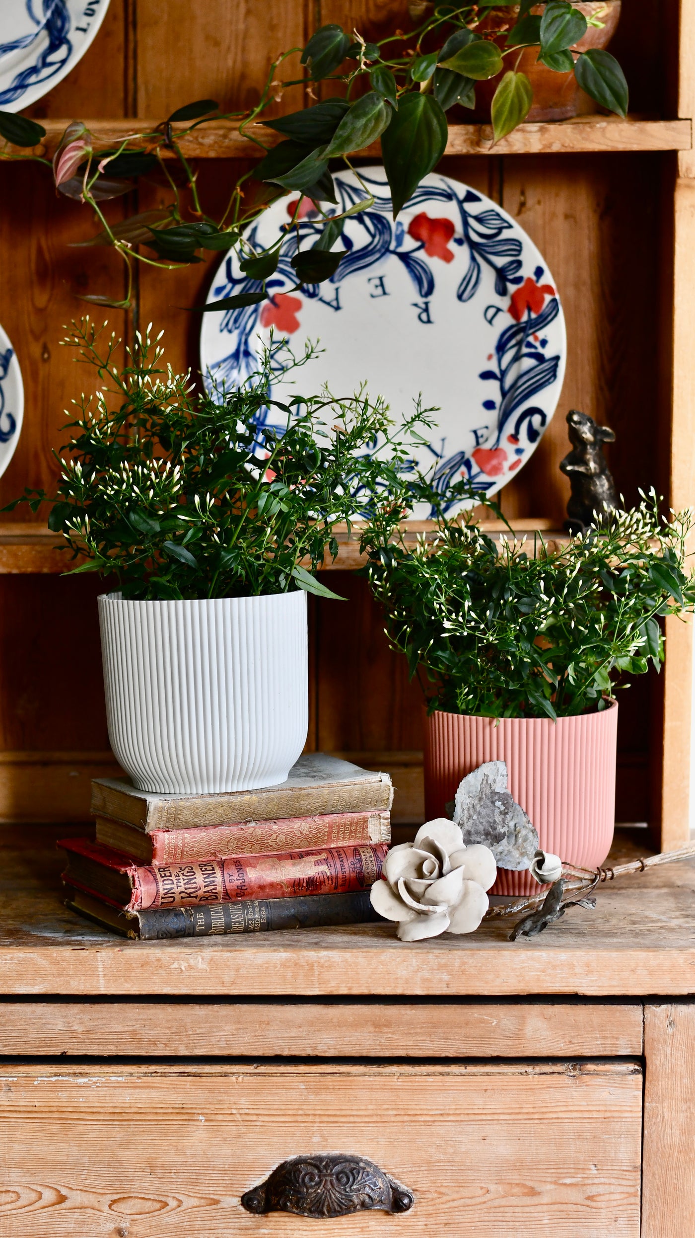 Common White Jasmine & Pot (Jasminum Polyanthium)