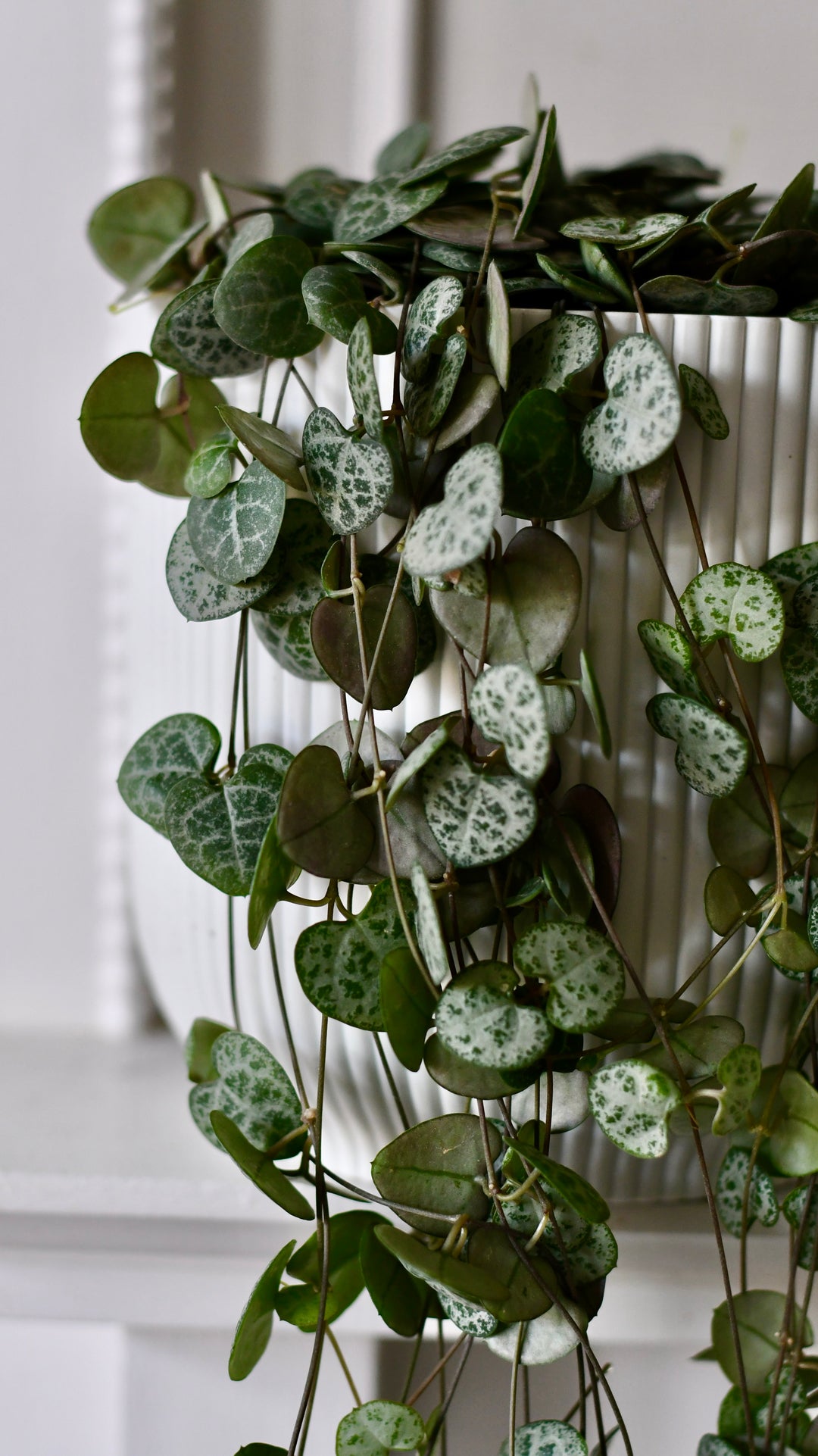 String of Hearts & Pot | Ceropegia woodii | Ceropegia linearis sub