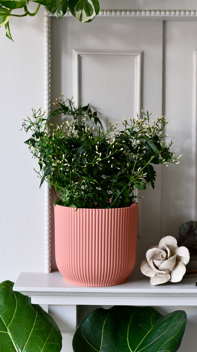 Common White Jasmine & Pot (Jasminum Polyanthium)