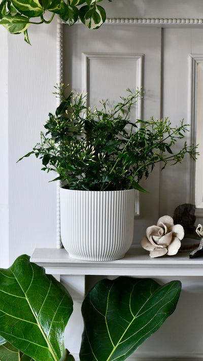 Common White Jasmine & Pot (Jasminum Polyanthium)