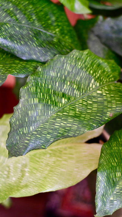 Calathea Network (Calathea musaica, Goeppertia kegeljanii)