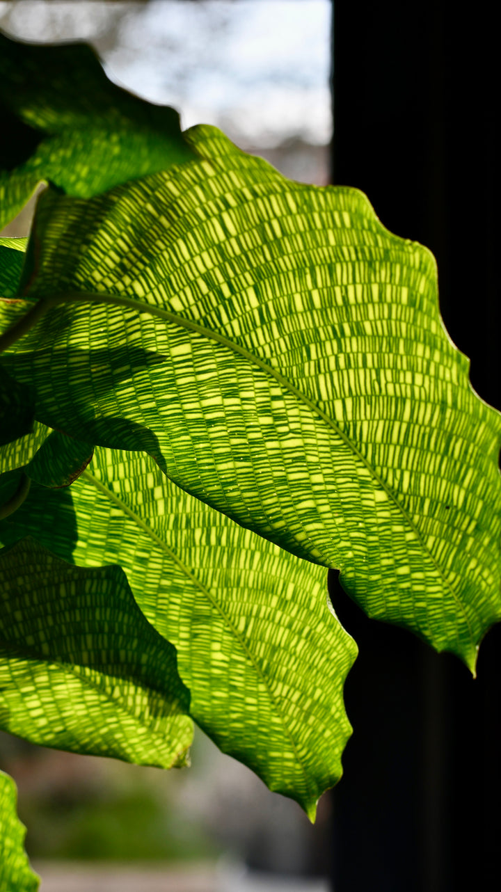 Calathea Network | Calathea musaica | Goeppertia kegeljanii