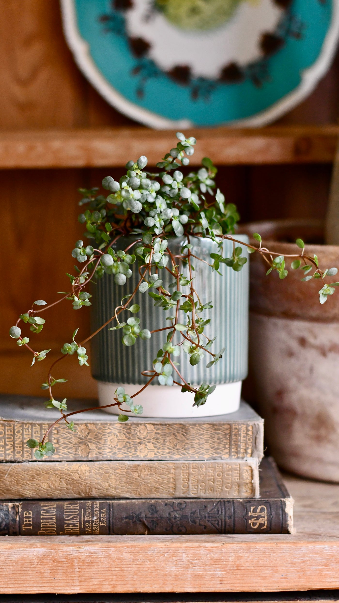 Pilea Glaucophylla Greyzy | Silver Sprinkles Pilea | Grey Artillery Plant