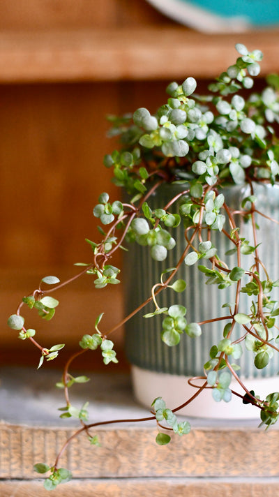 Pilea Glaucophylla Greyzy | Silver Sprinkles Pilea | Grey Artillery Plant