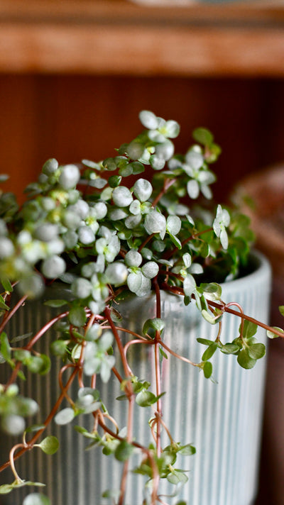 Pilea Glaucophylla Greyzy | Silver Sprinkles Pilea | Grey Artillery Plant