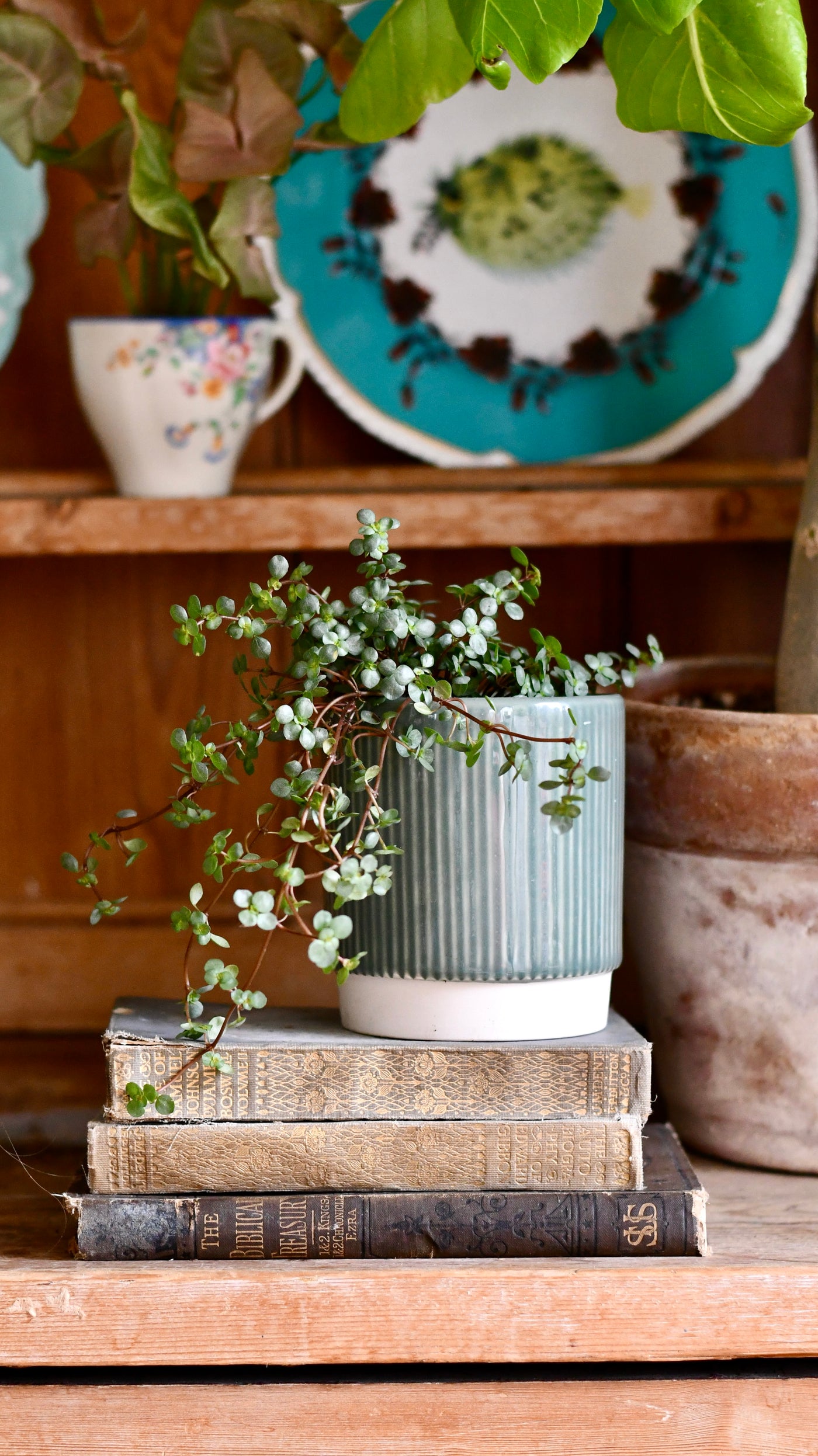 Pilea Glaucophylla Greyzy | Silver Sprinkles Pilea | Grey Artillery Plant