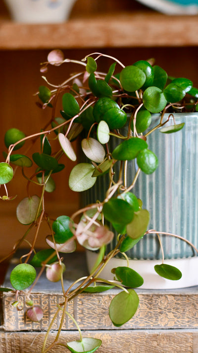 Baby Peperomia Pepperspot | String of Coins, Money Plant | Radiator Plant | Happy Houseplants