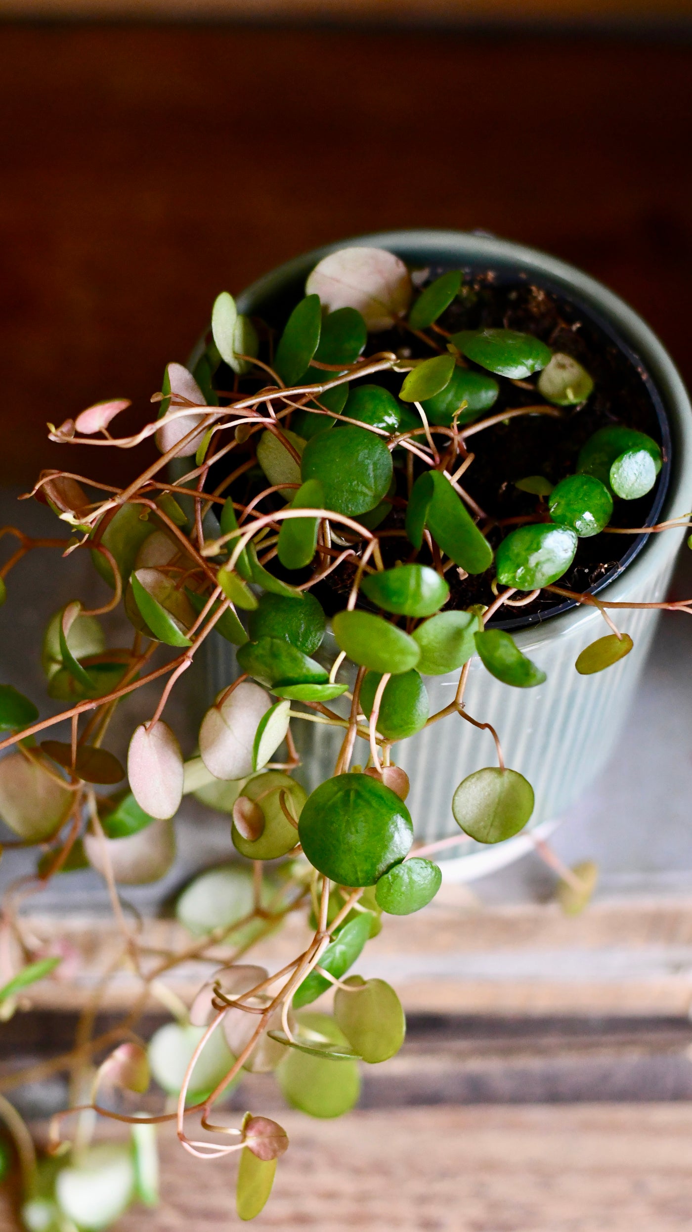 Baby Peperomia Pepperspot | String of Coins, Money Plant | Radiator Plant | Happy Houseplants